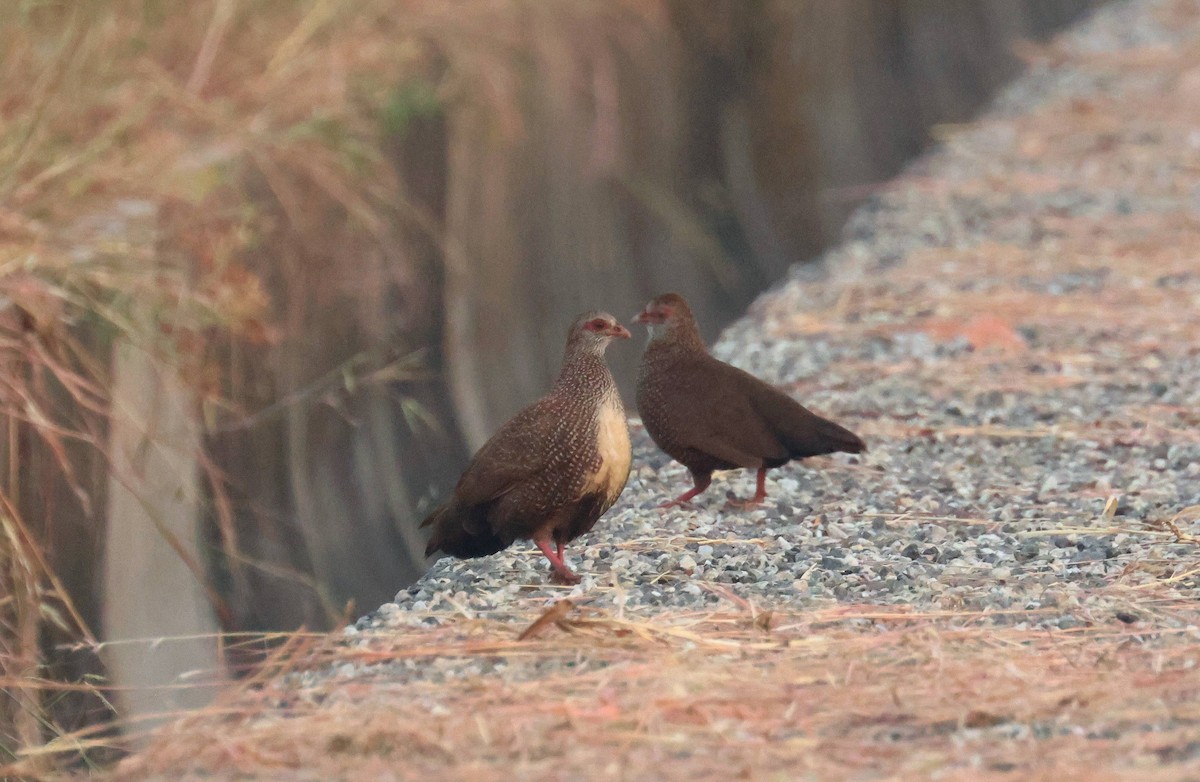 Stone Partridge - ML646796574
