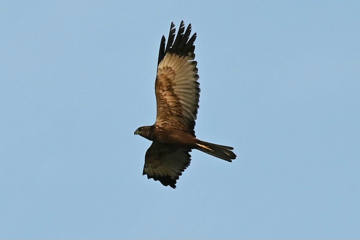 Western Marsh Harrier - ML646796576