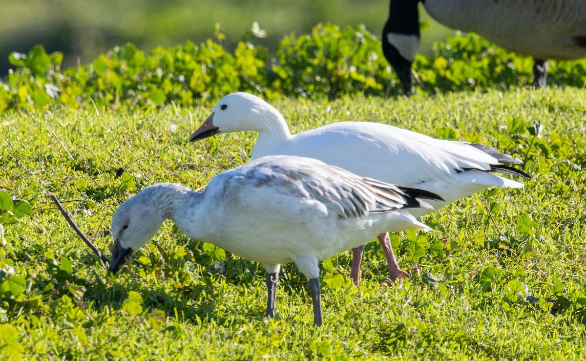 Snow Goose - ML646796577