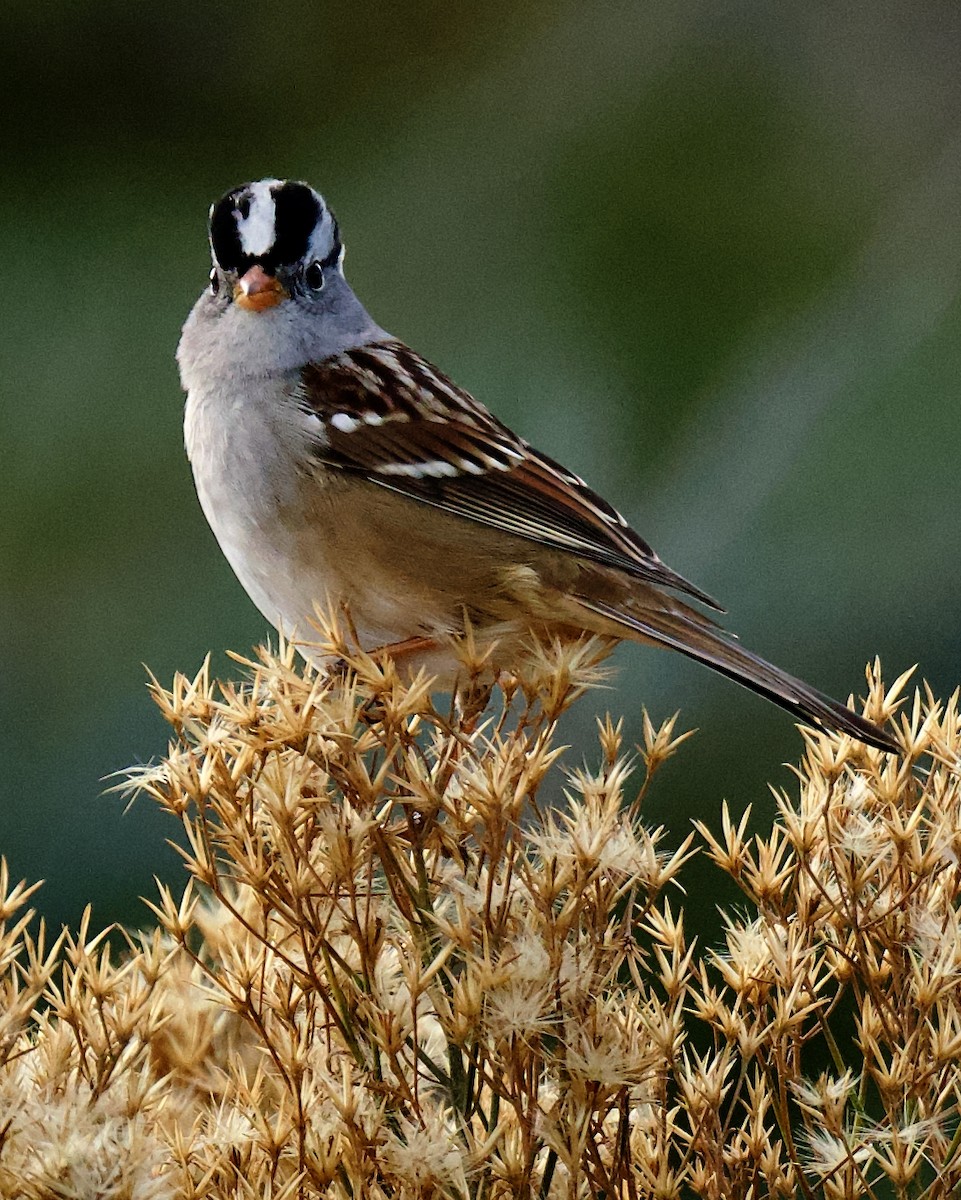 White-crowned Sparrow - ML646796578