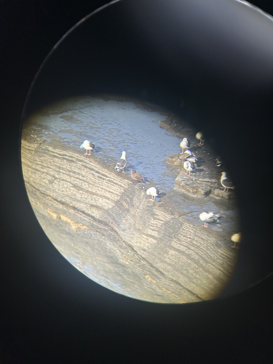 Goéland de Heermann - ML646796579