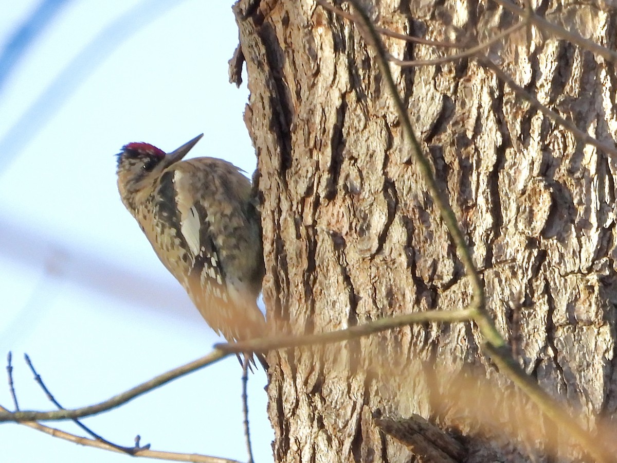 kanadasevjespett - ML646796580