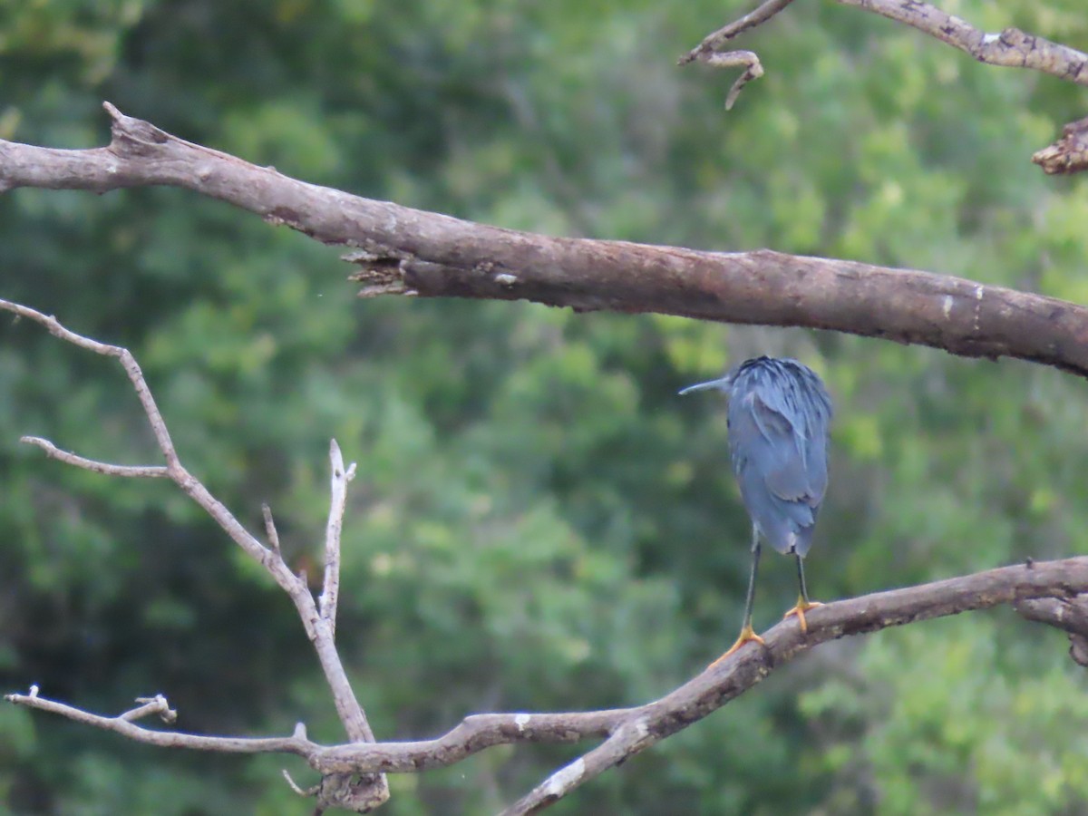 Black Heron - ML646796581