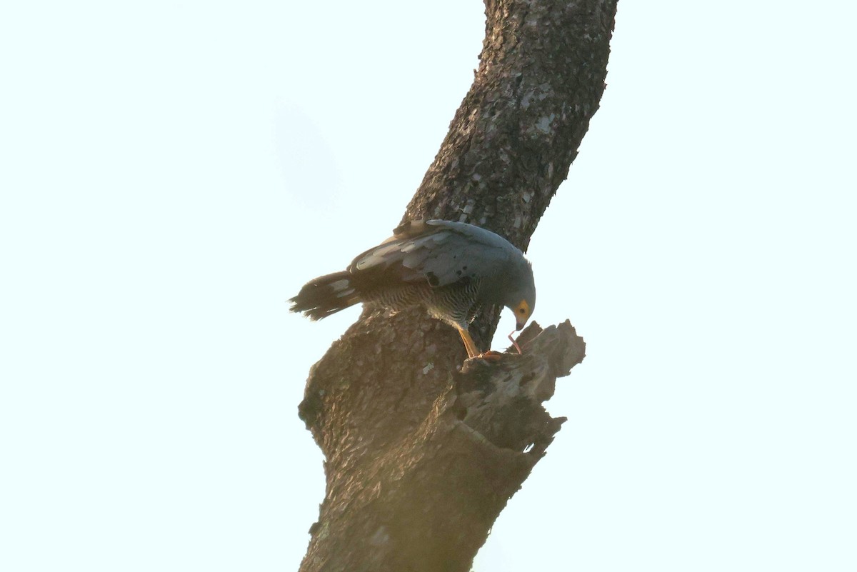 チュウヒダカ - ML646796583