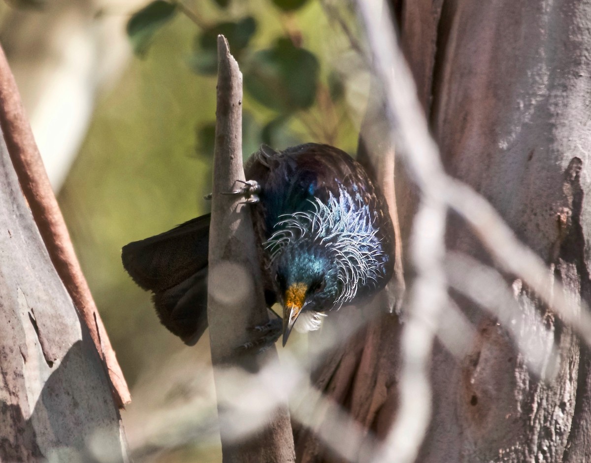 tuihonningeter - ML646796584