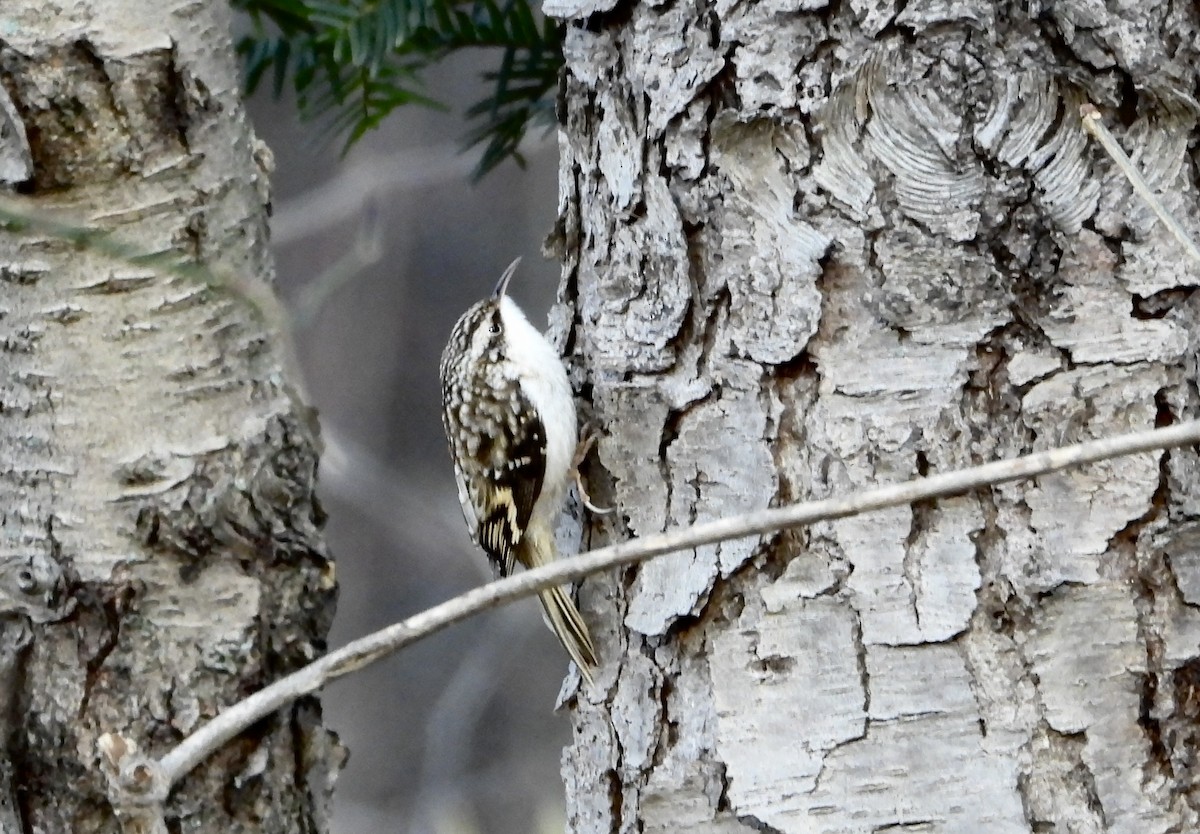 Brown Creeper - ML646796585