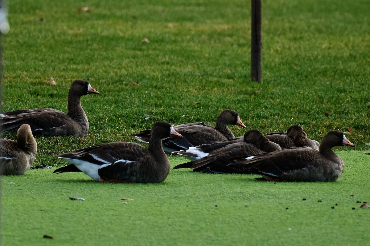 Greater White-fronted Goose - ML646796586