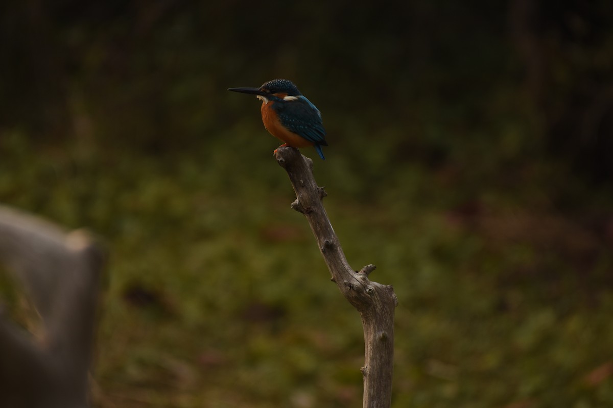 Common Kingfisher - ML646796588