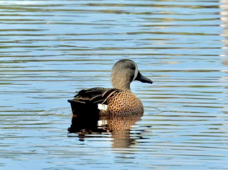 Blue-winged Teal - ML646796589