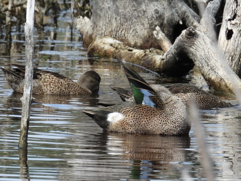 Blue-winged Teal - ML646796590