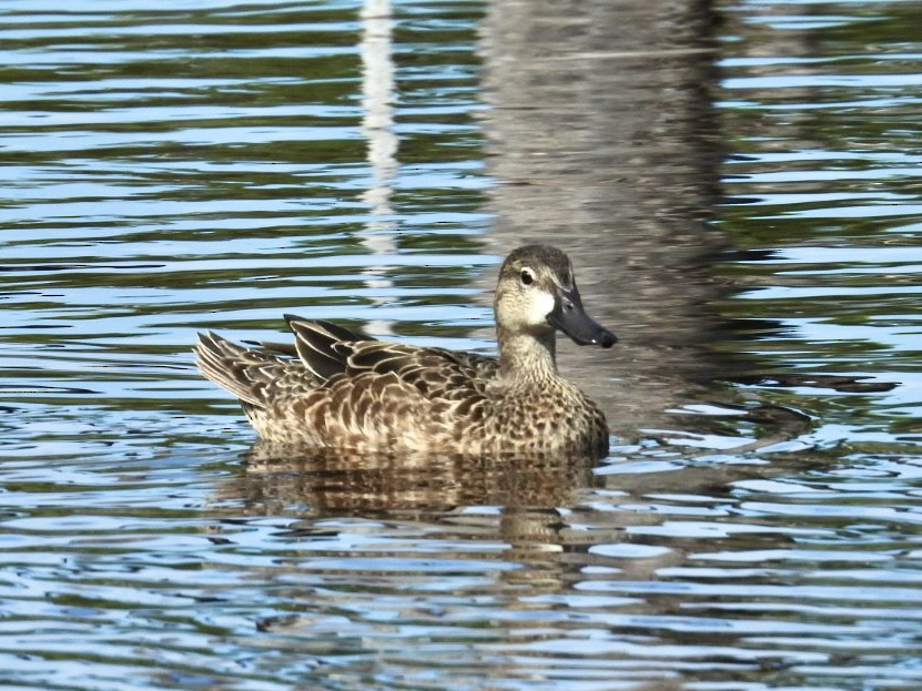 Blue-winged Teal - ML646796591