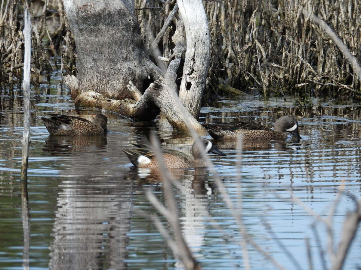 Blue-winged Teal - ML646796592