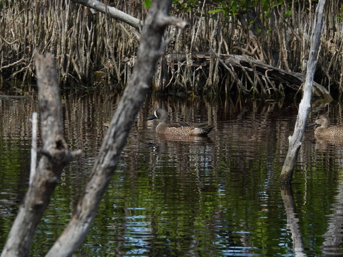 Blue-winged Teal - ML646796593