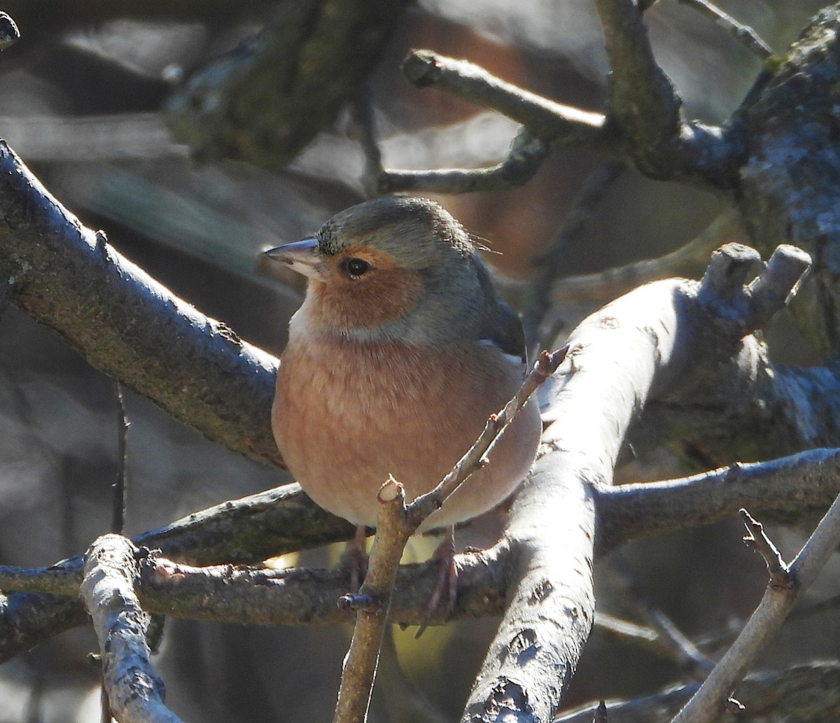 ズアオアトリ - ML646796594