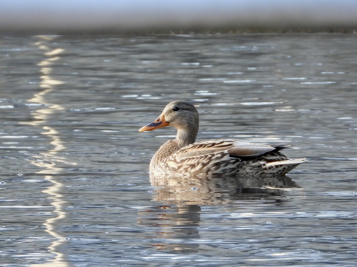 Mallard - ML646796595