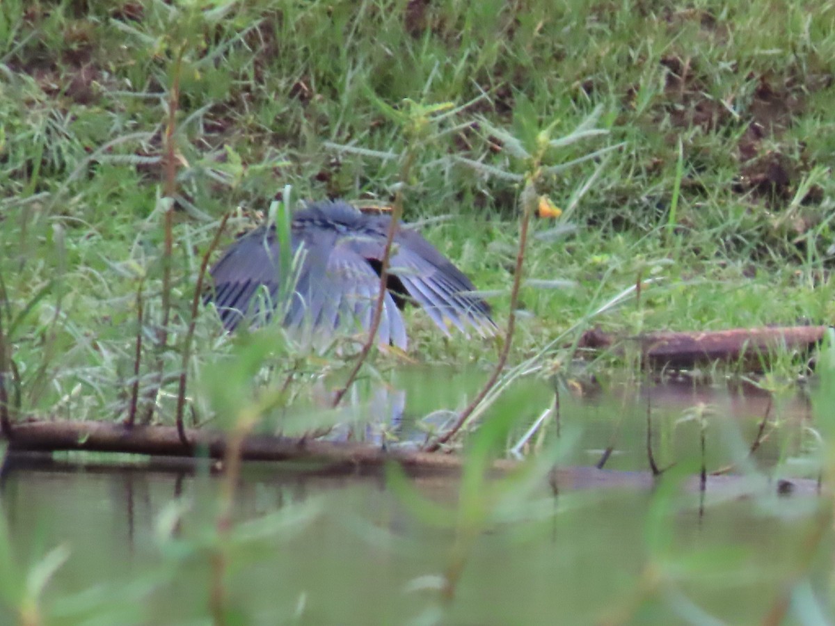 Black Heron - ML646796596