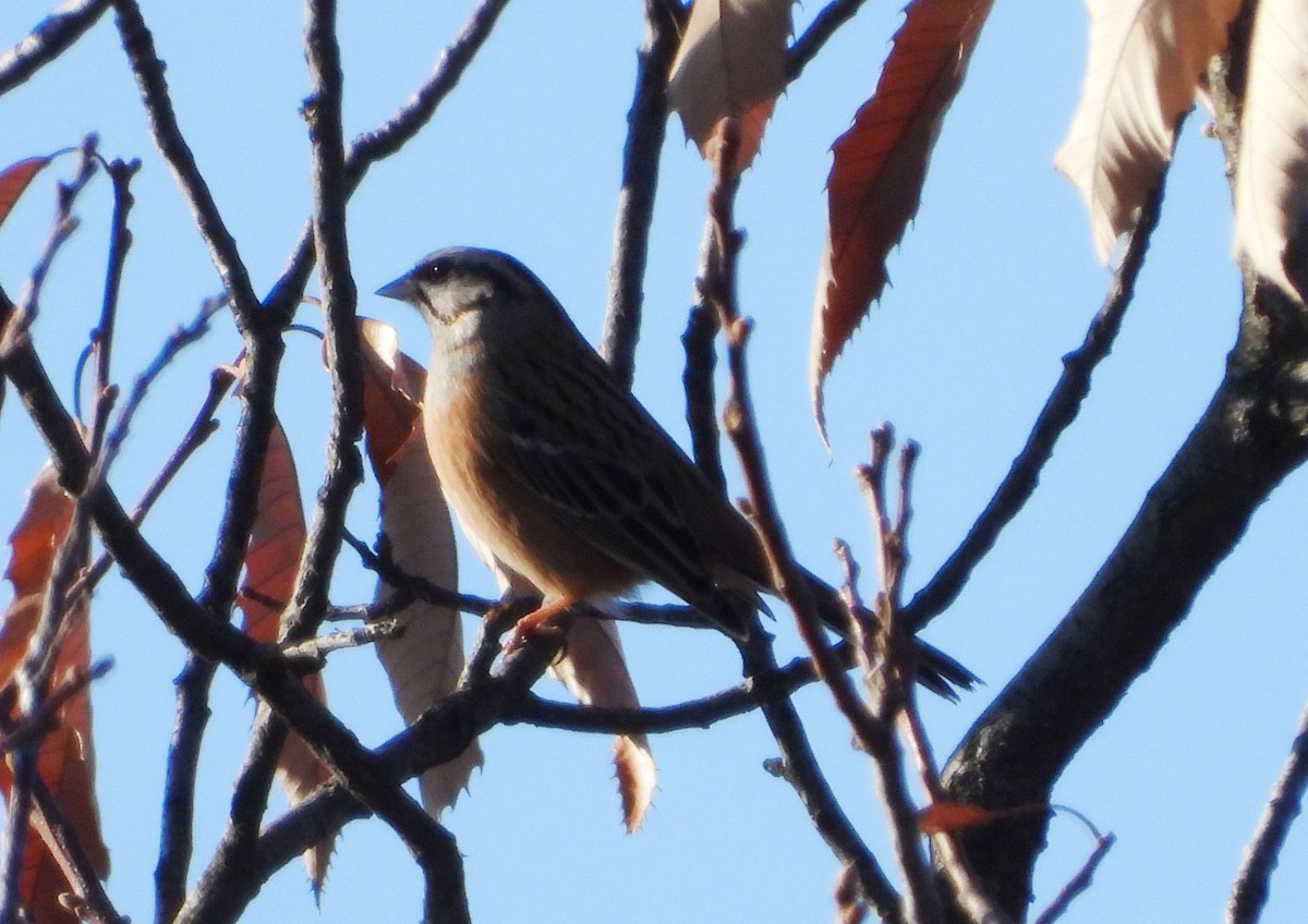 ヒゲホオジロ - ML646796597