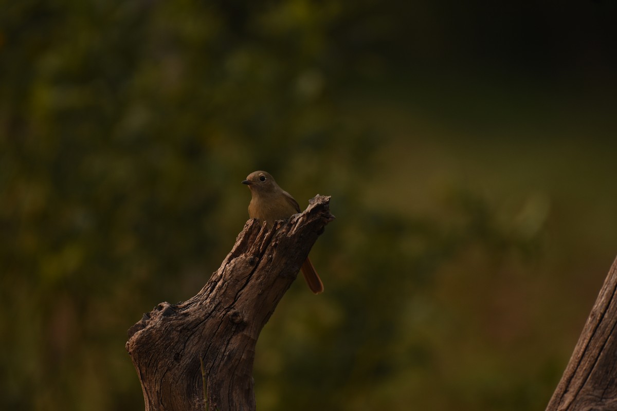 Daurian Redstart - ML646796598