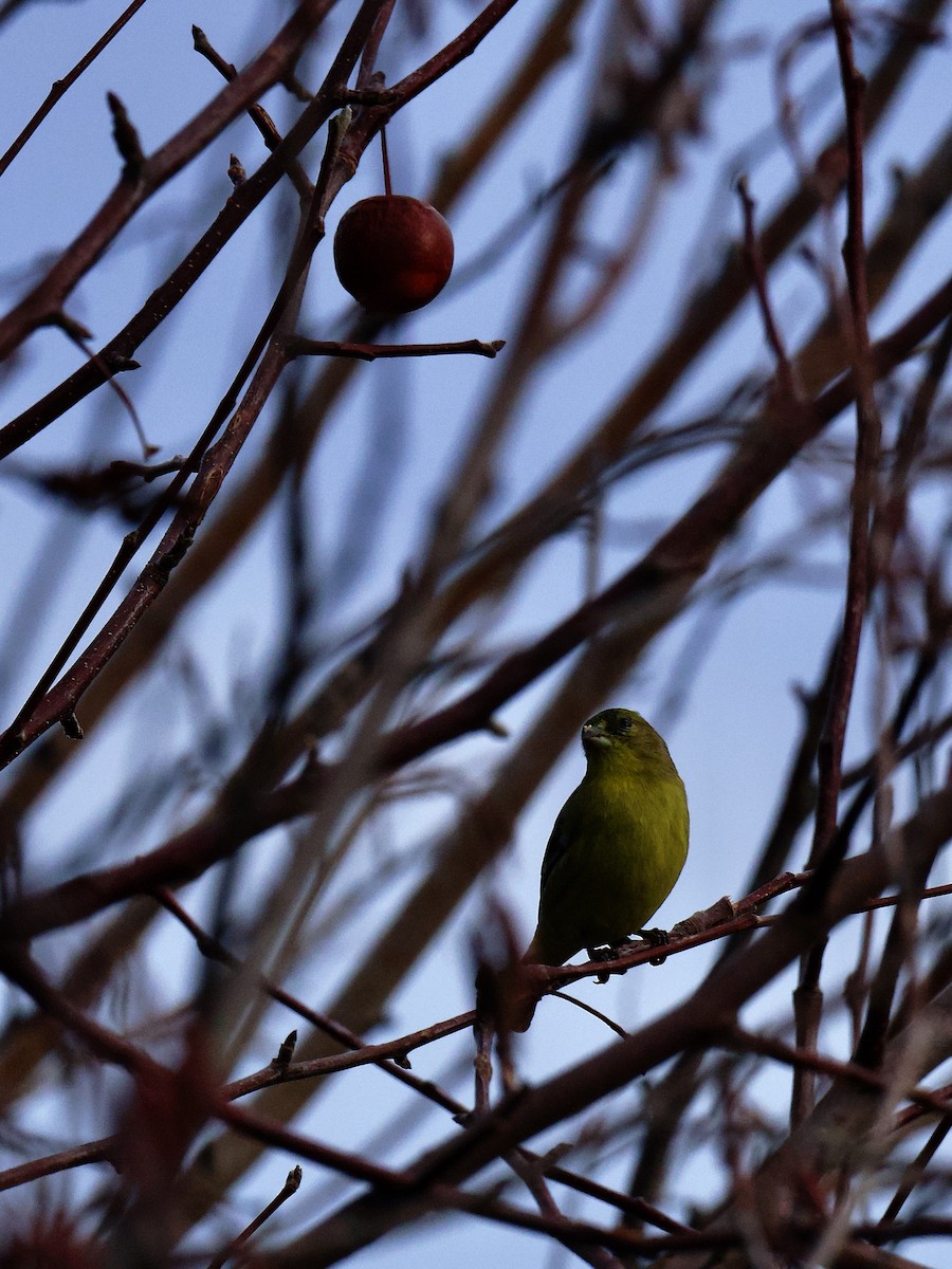 Lesser Goldfinch - ML646796599