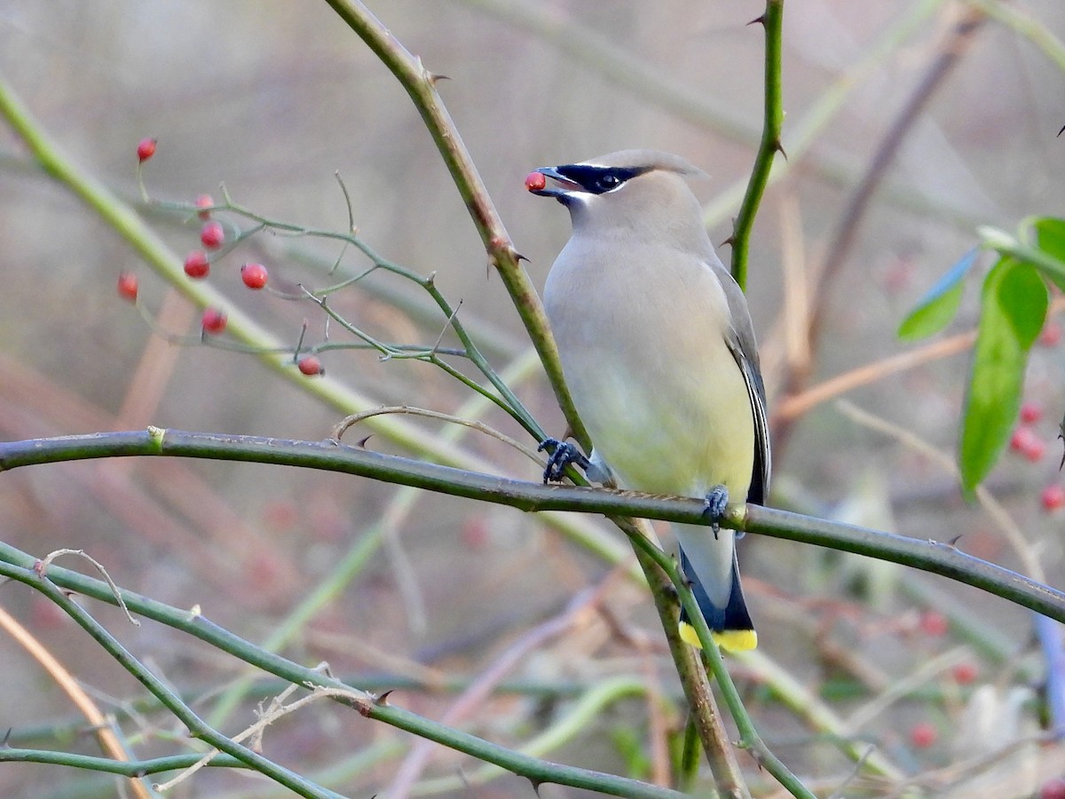 Cedar Waxwing - ML646796601