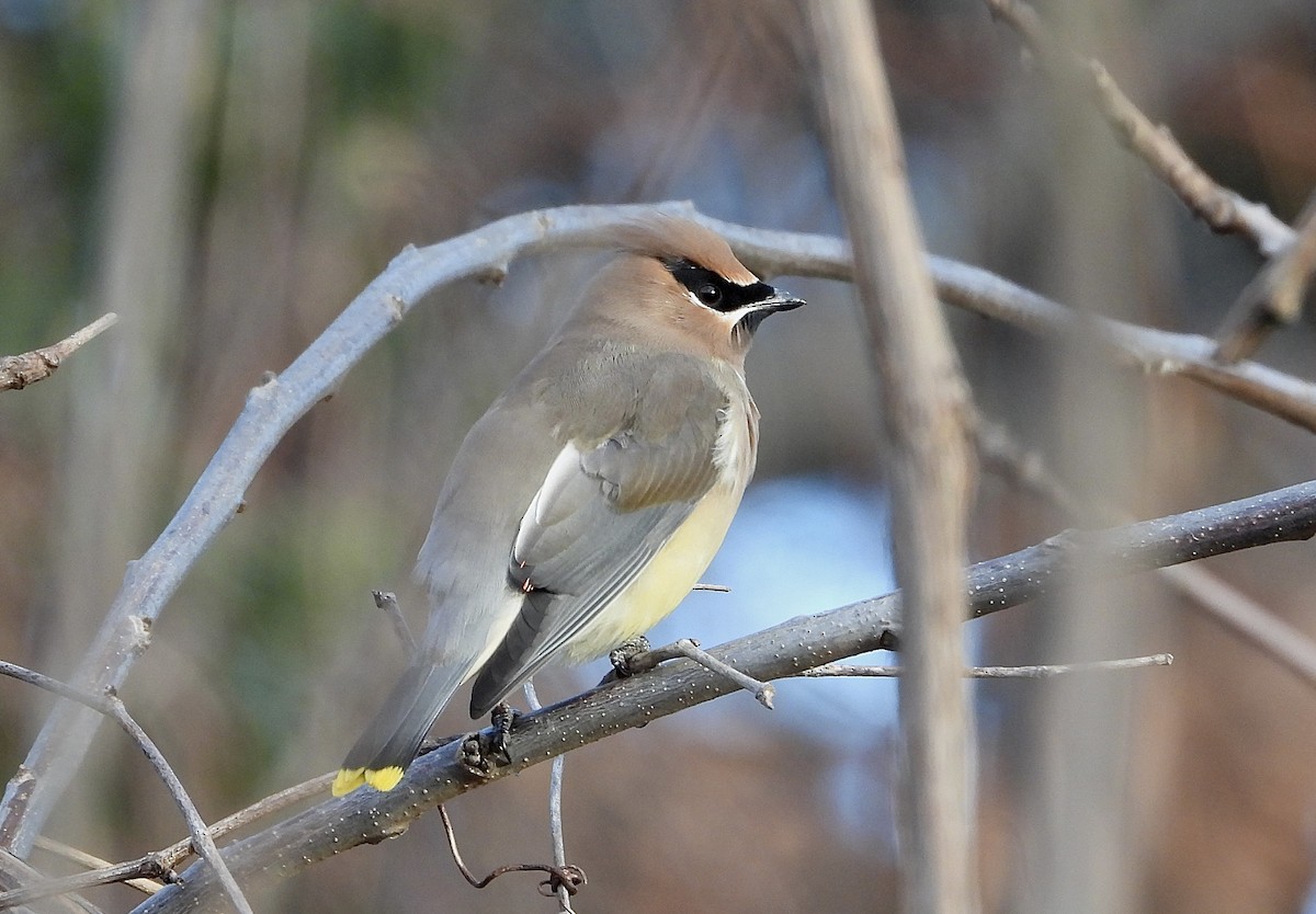 Cedar Waxwing - ML646796602