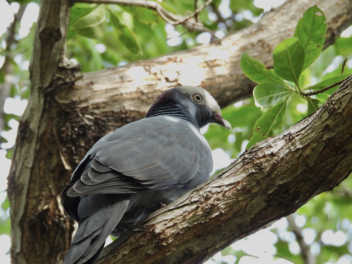 White-crowned Pigeon - ML646796603