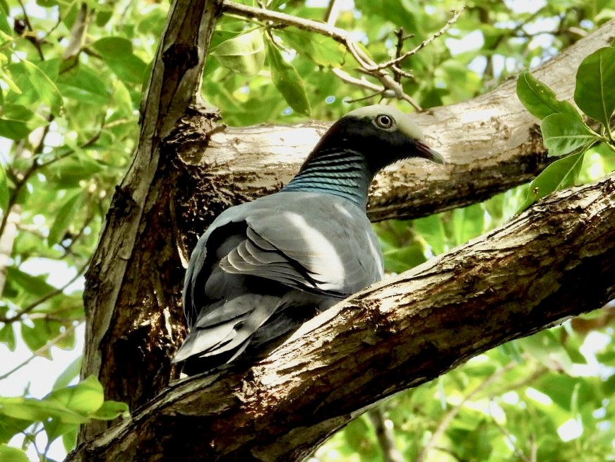 White-crowned Pigeon - ML646796604