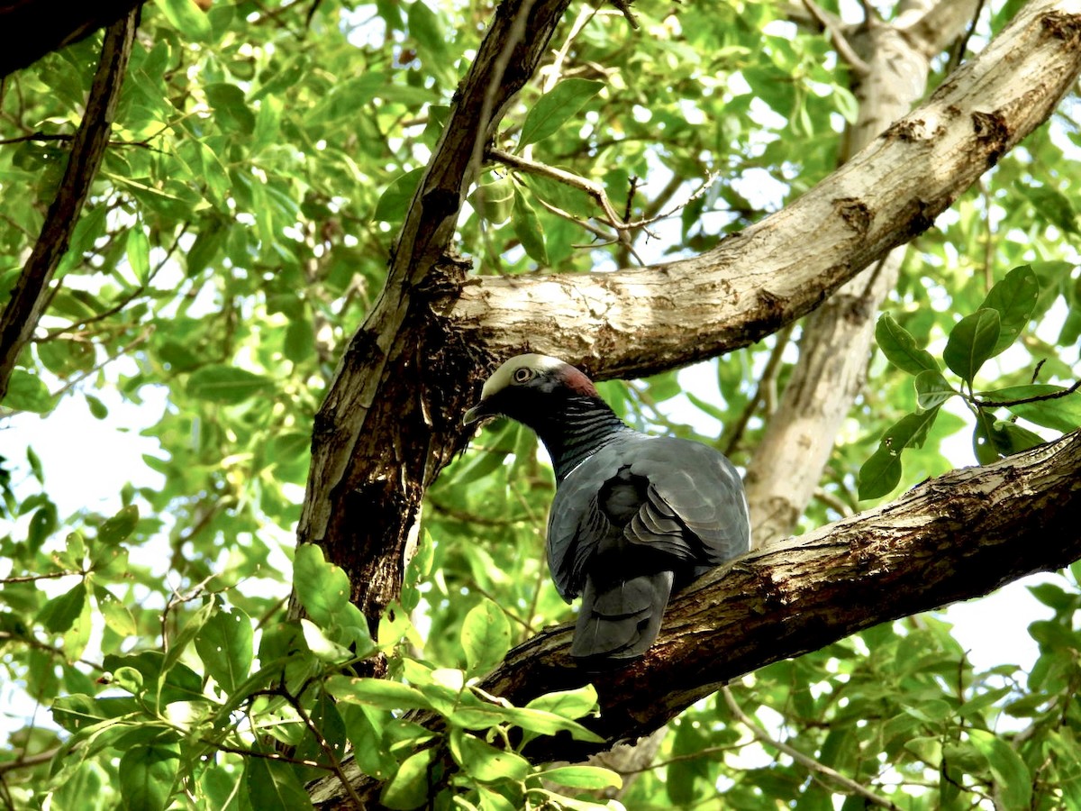 White-crowned Pigeon - ML646796605