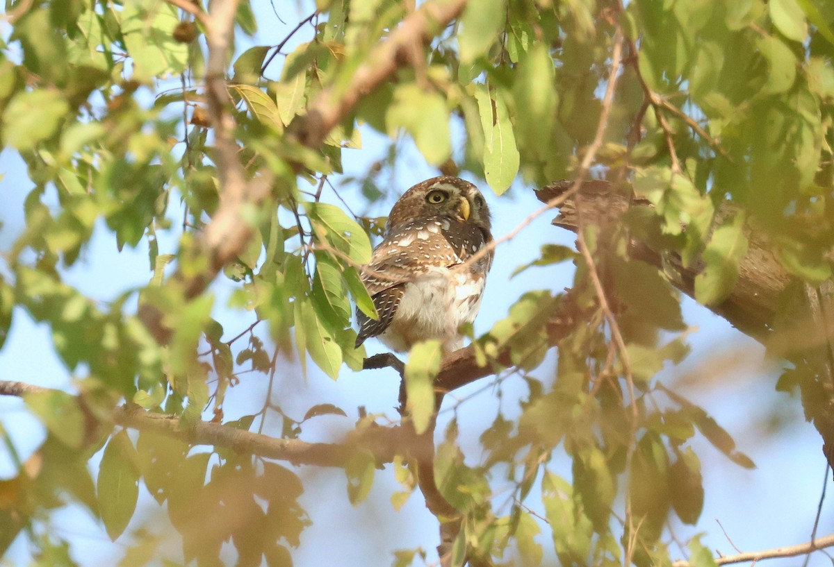 Сичик-горобець савановий - ML646796609