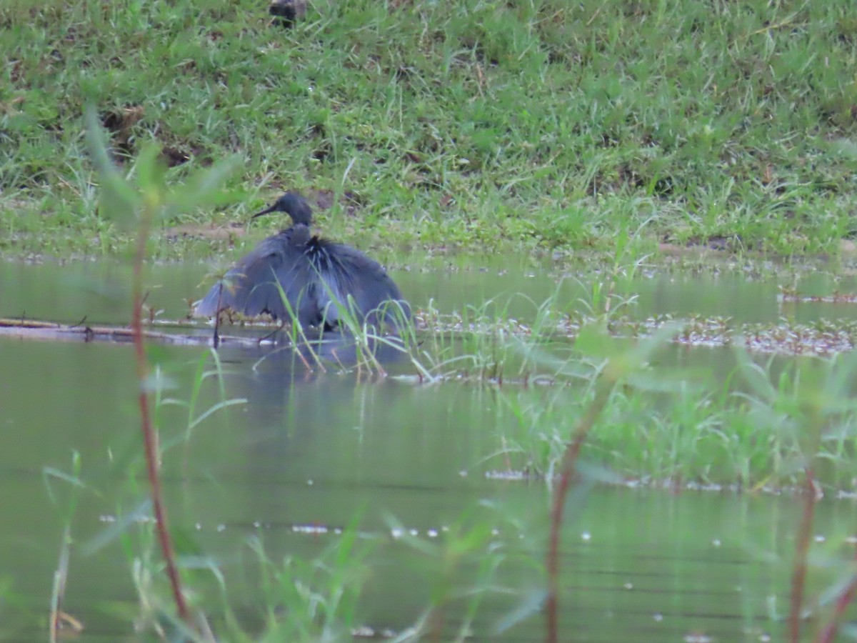 Black Heron - ML646796610