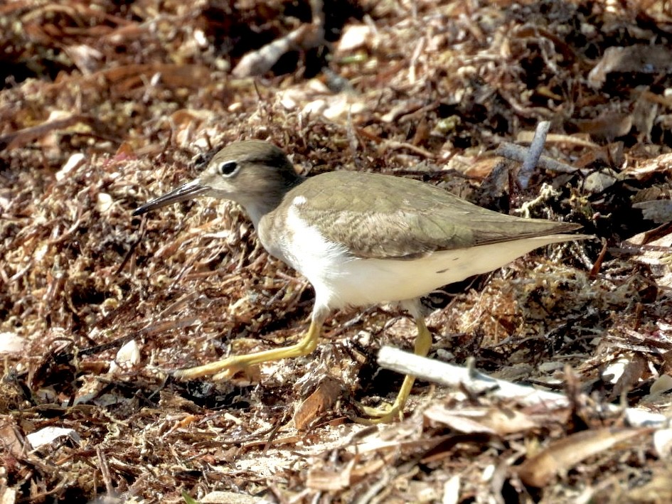 Spotted Sandpiper - ML646796611