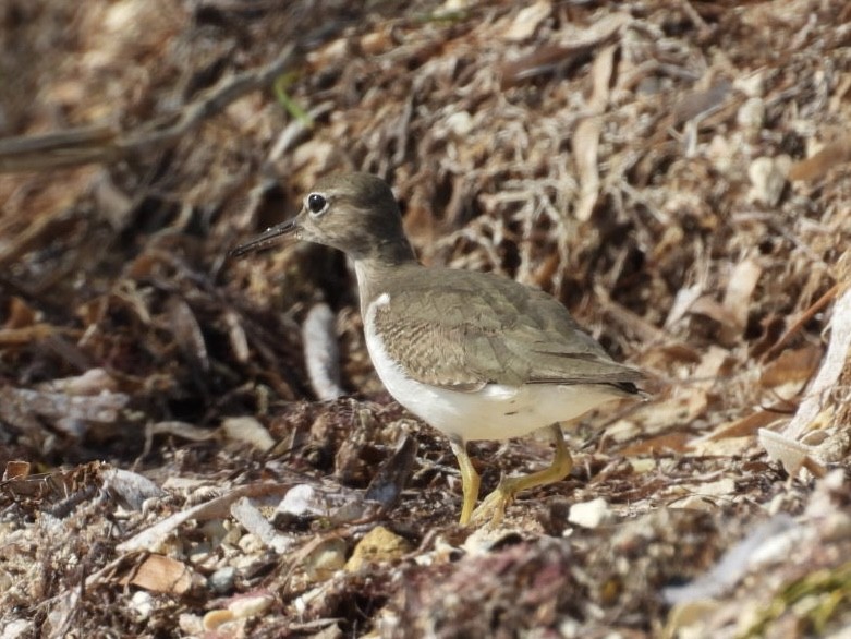 Spotted Sandpiper - ML646796612