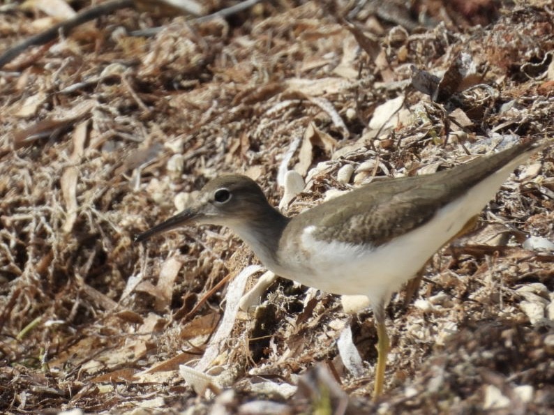 Spotted Sandpiper - ML646796613