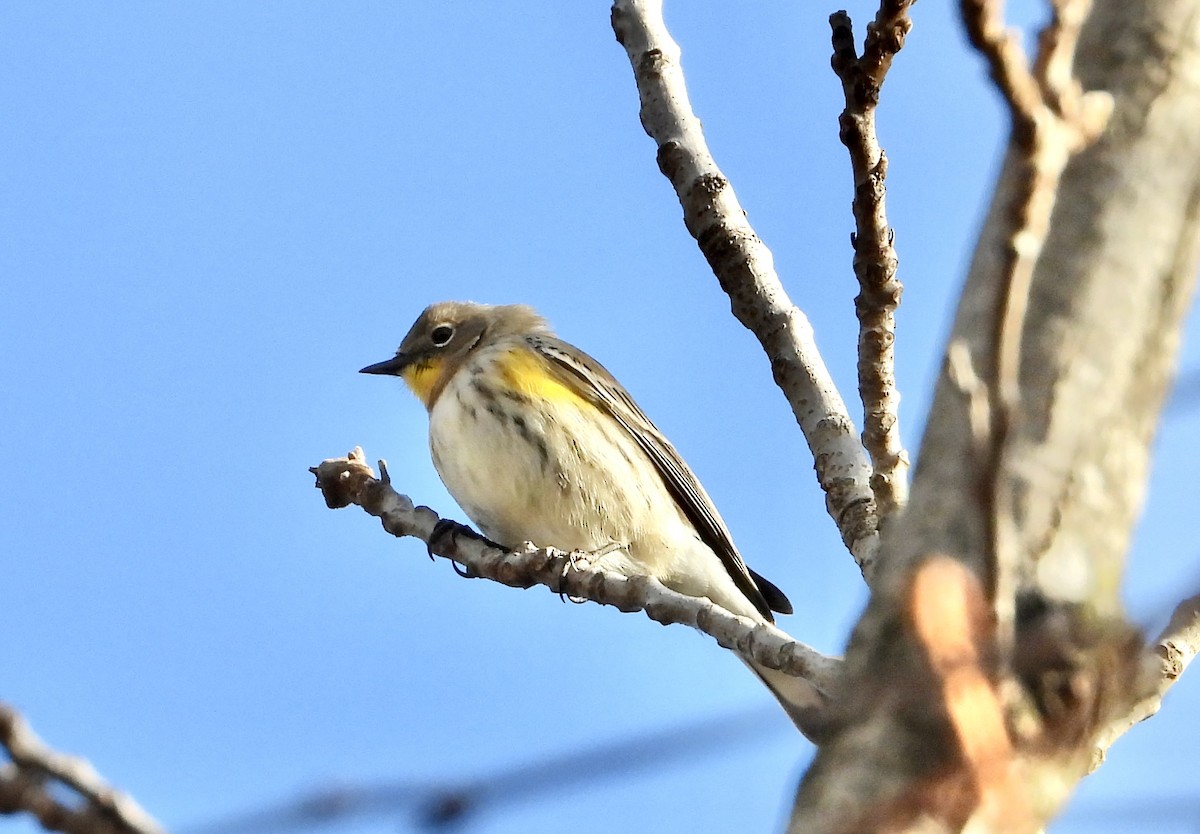 myrteparula (auduboni) (sitronstrupeparula) - ML646796614