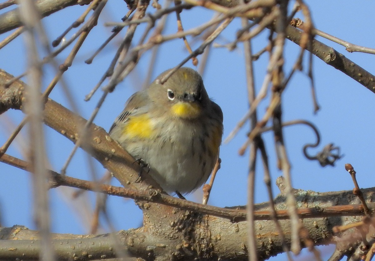 myrteparula (auduboni) (sitronstrupeparula) - ML646796615
