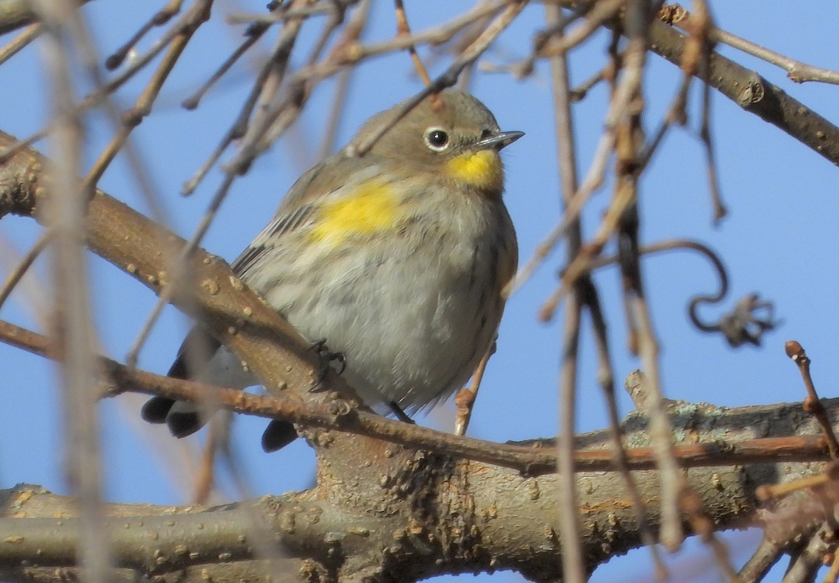 myrteparula (auduboni) (sitronstrupeparula) - ML646796616