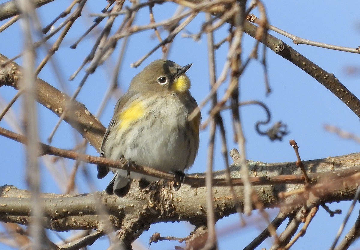 myrteparula (auduboni) (sitronstrupeparula) - ML646796617