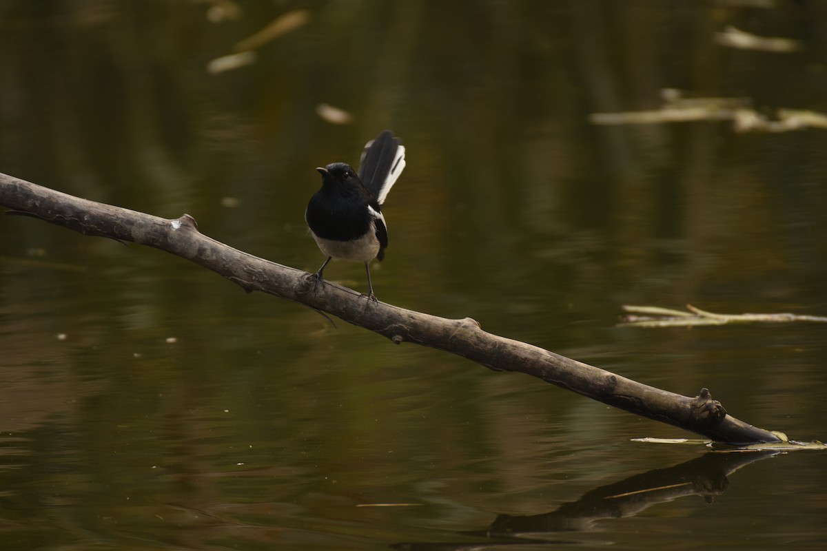 Oriental Magpie-Robin - ML646796618
