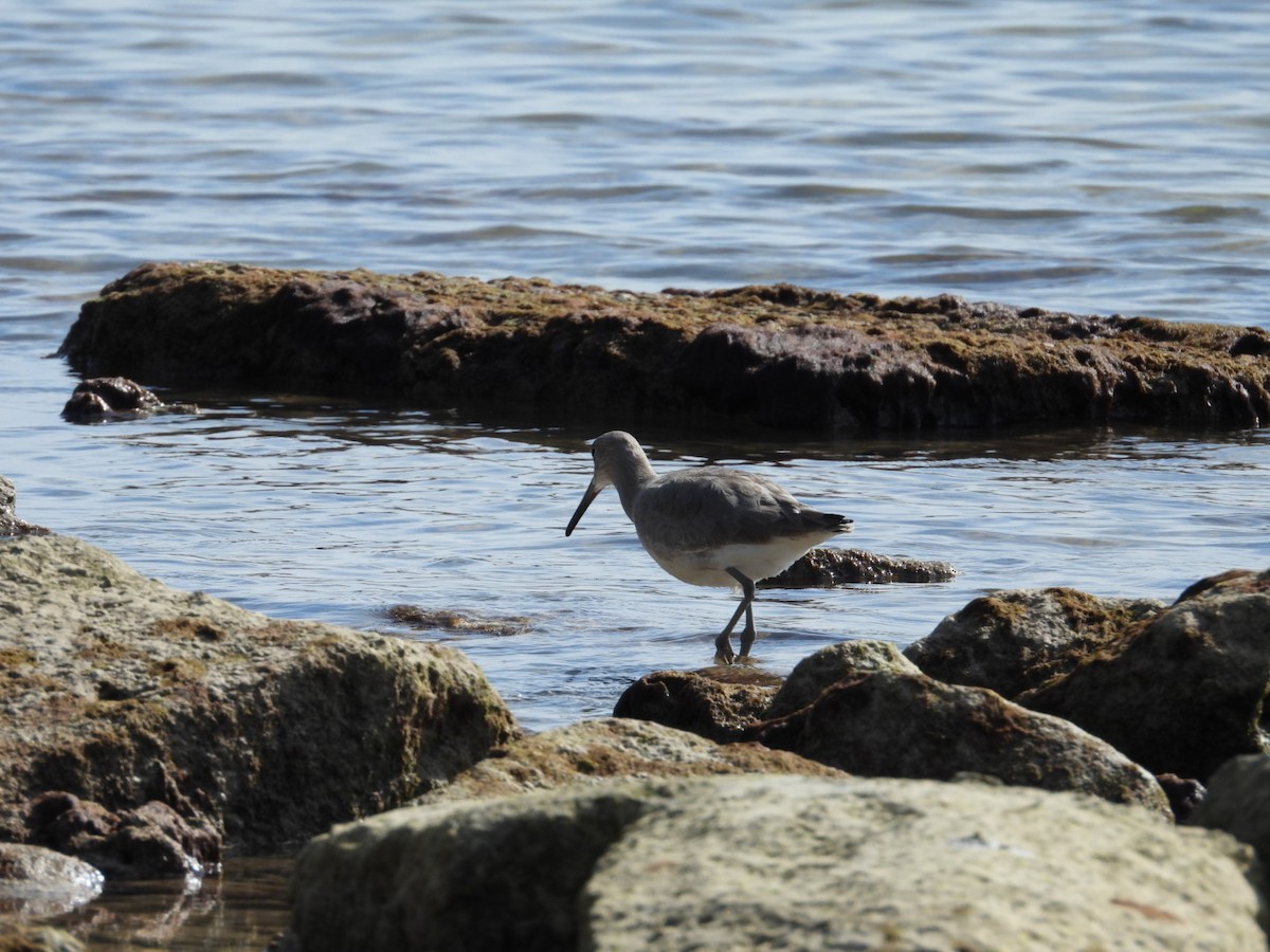 Willet - ML646796619
