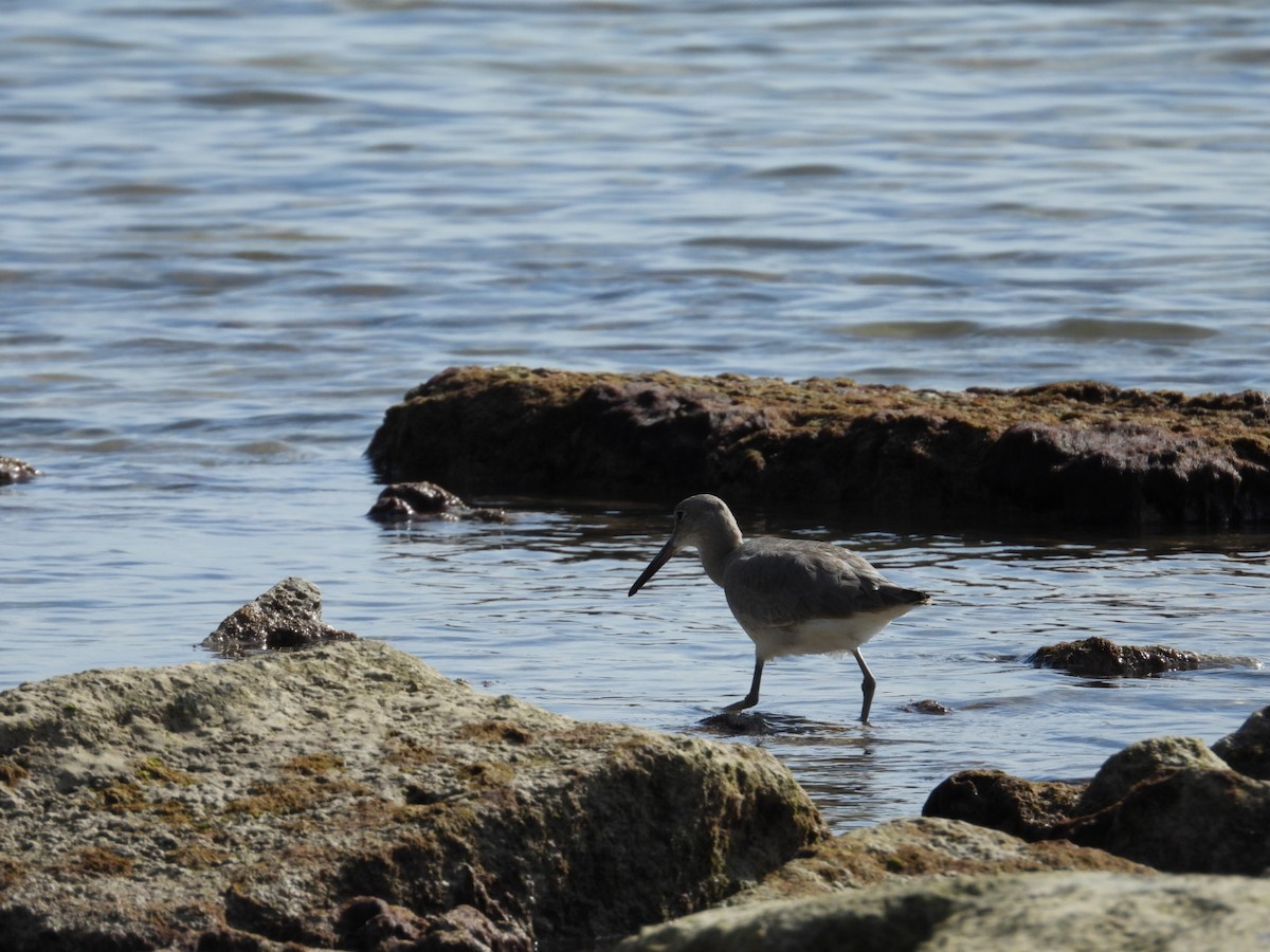 Willet - ML646796620