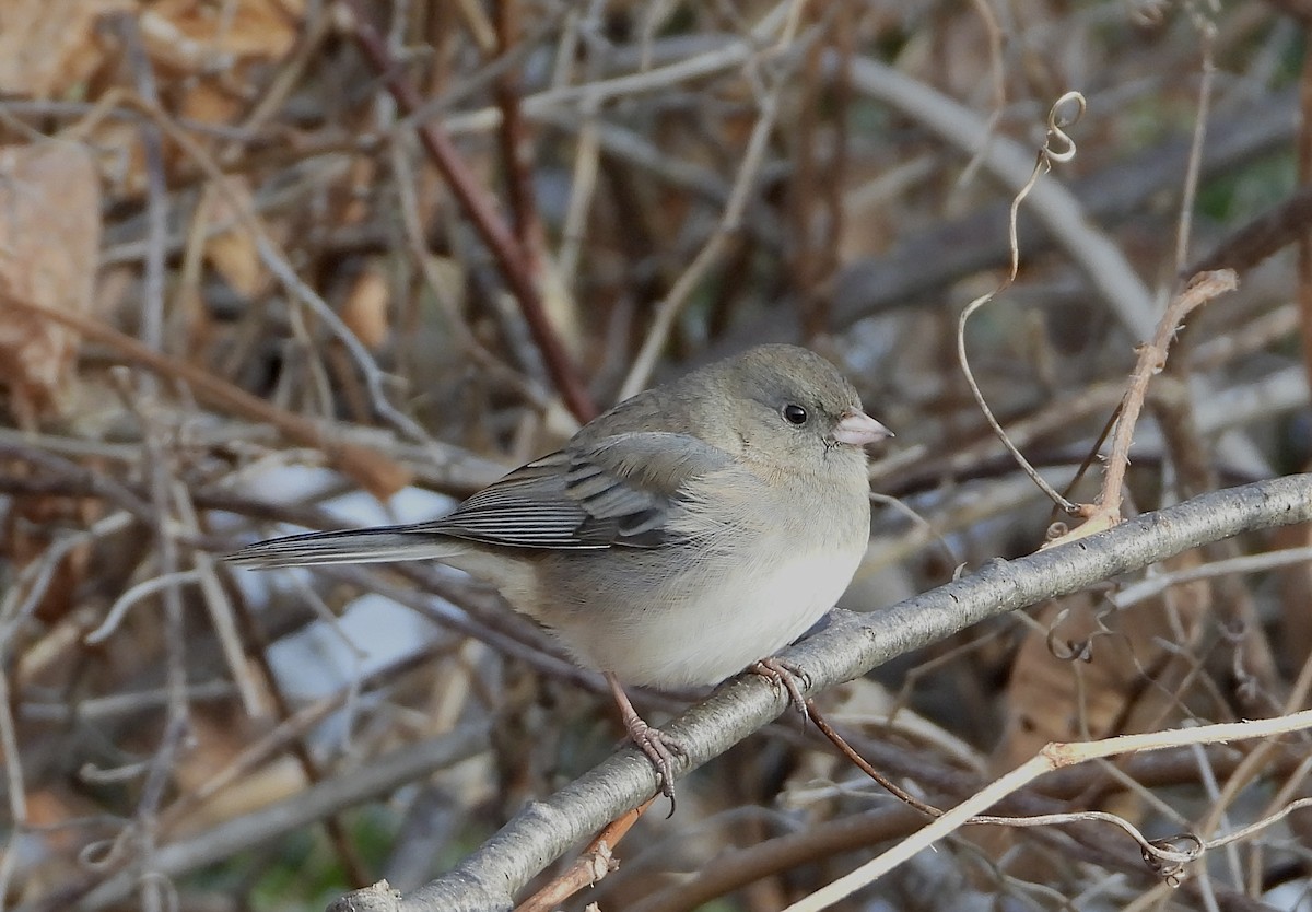 Dark-eyed Junco - ML646796621