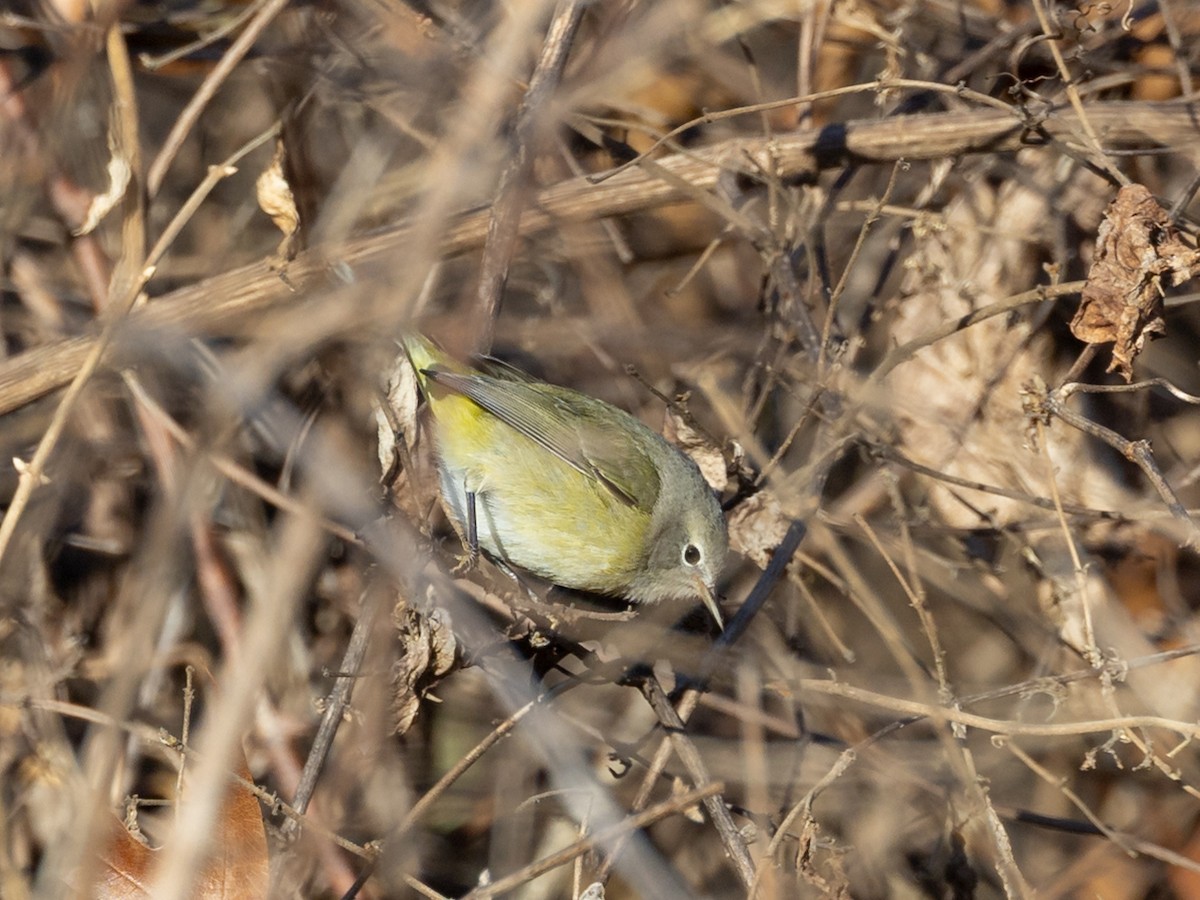 サメズアカアメリカムシクイ - ML646796625