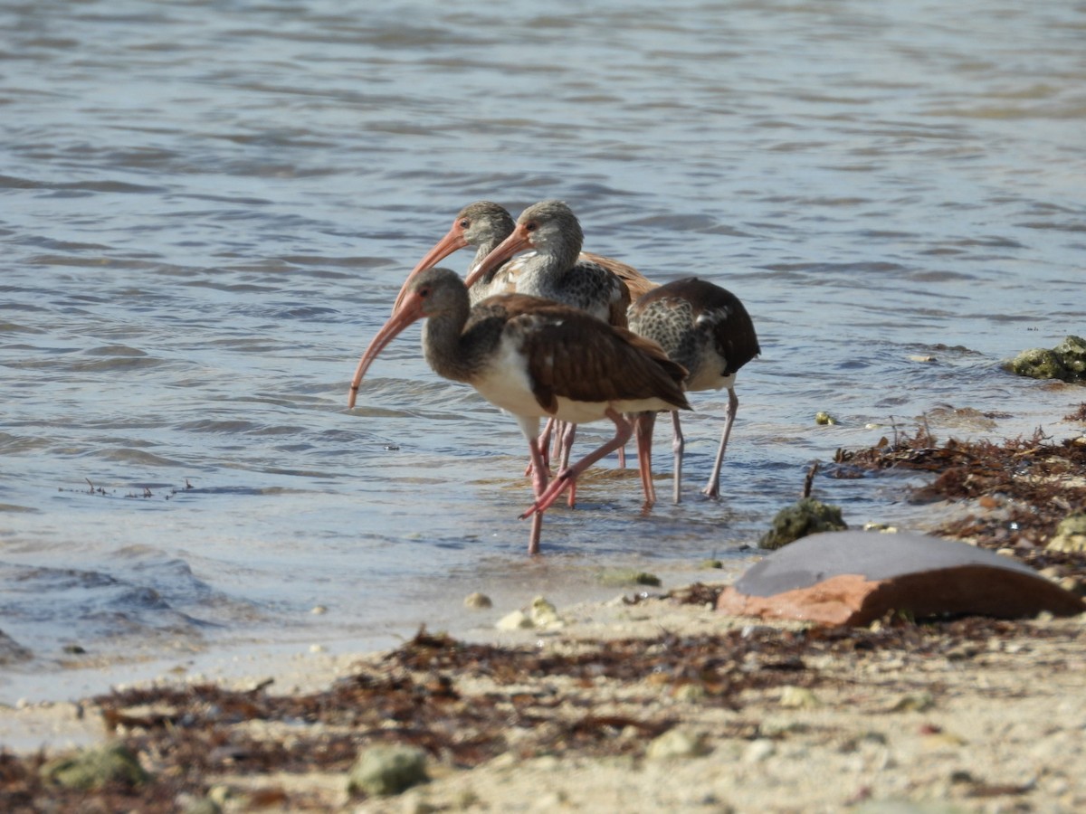 White Ibis - ML646796626