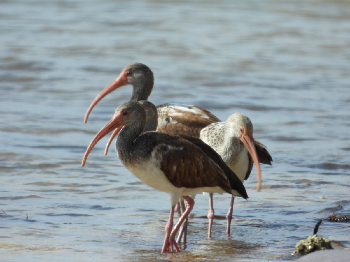 White Ibis - ML646796627