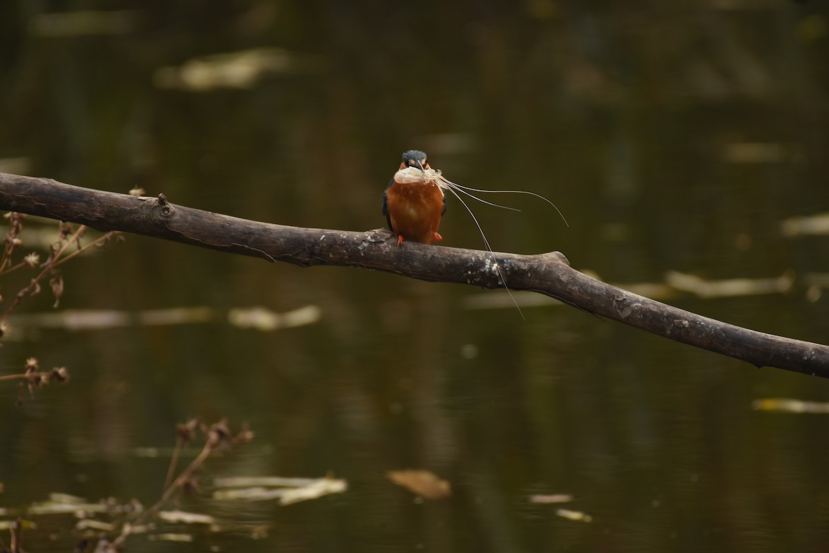 Common Kingfisher - ML646796630