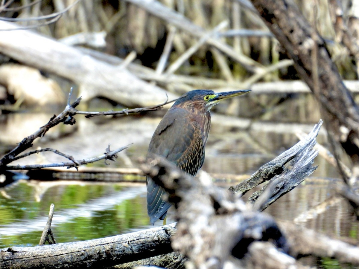 Green Heron - ML646796637