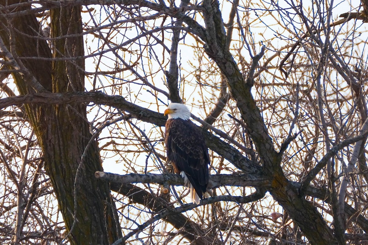 Pygargue à tête blanche - ML646796639