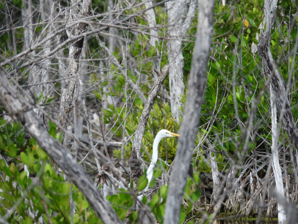 Great Egret - ML646796641