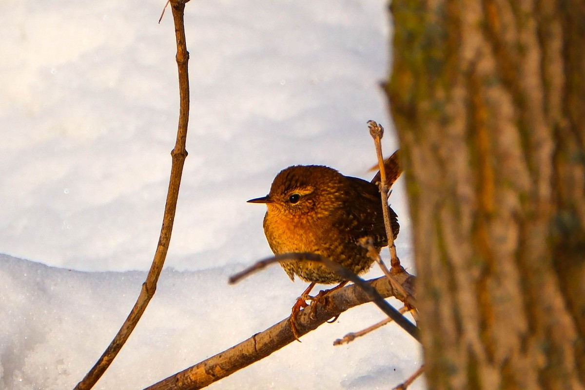 Winter Wren - ML646796643