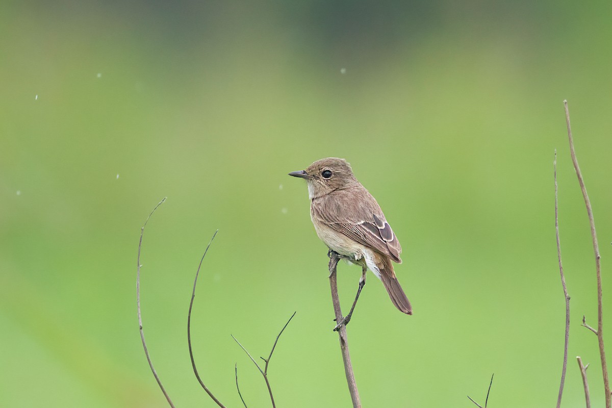 Pied Bushchat - ML646796644
